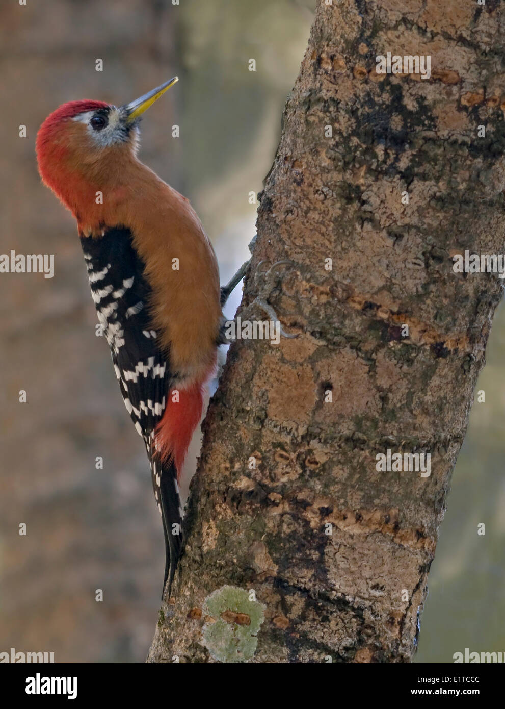 Rufous widerlegt Specht an einem Baum Stockfoto