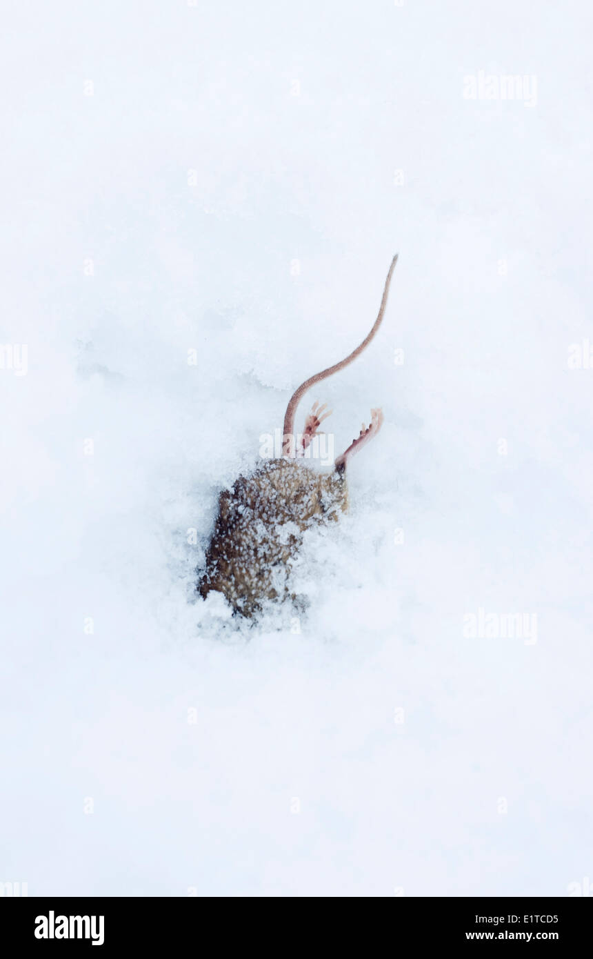 Maus erfroren beim Graben in Schnee Stockfoto