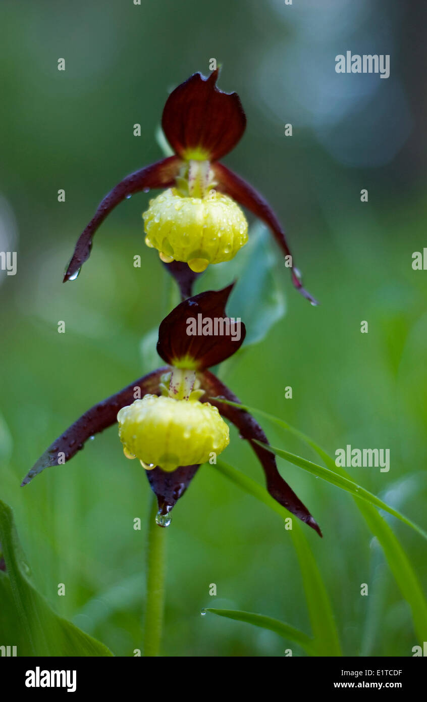 Gelbe Frauenschuh-Orchideen Stockfoto