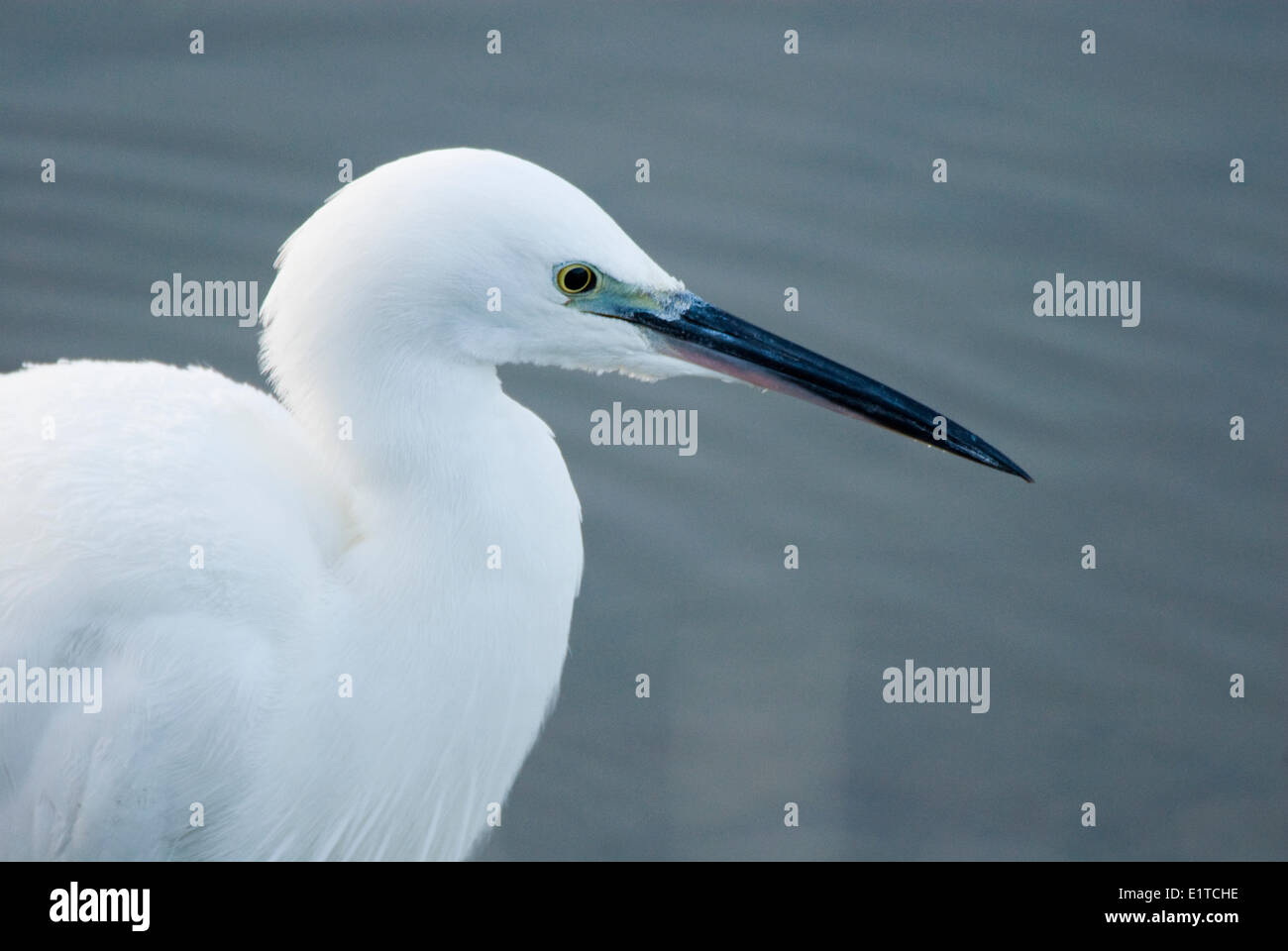 Seidenreiher in einem Graben mit Brackwasser wenn andere Gräben und Wasserläufe gefroren sind Stockfoto