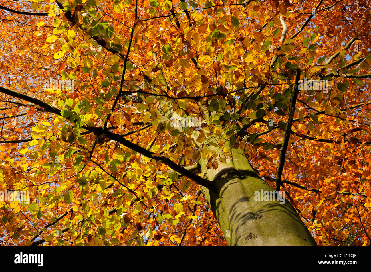 Europäische Buche von unten gesehen mit den Blättern in autumncolor Stockfoto