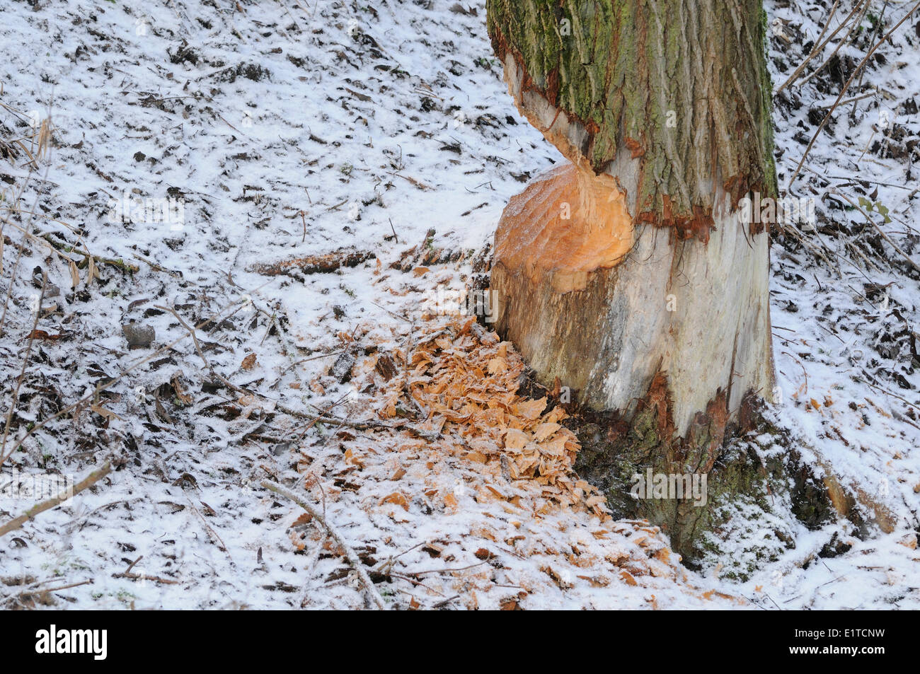 Toothmarks an einem Baum eine europäische Biber Stockfoto