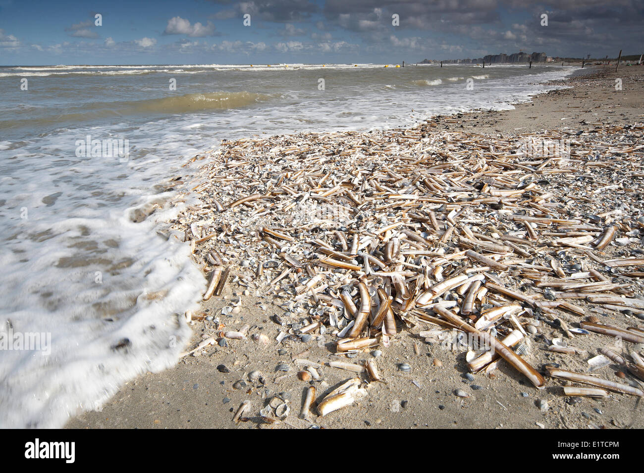 Atlantische Klappmesser / American Klappmesser (Ensis Directus / Ensis Americanus) am Strand entlang der Nordsee, Belgien Stockfoto