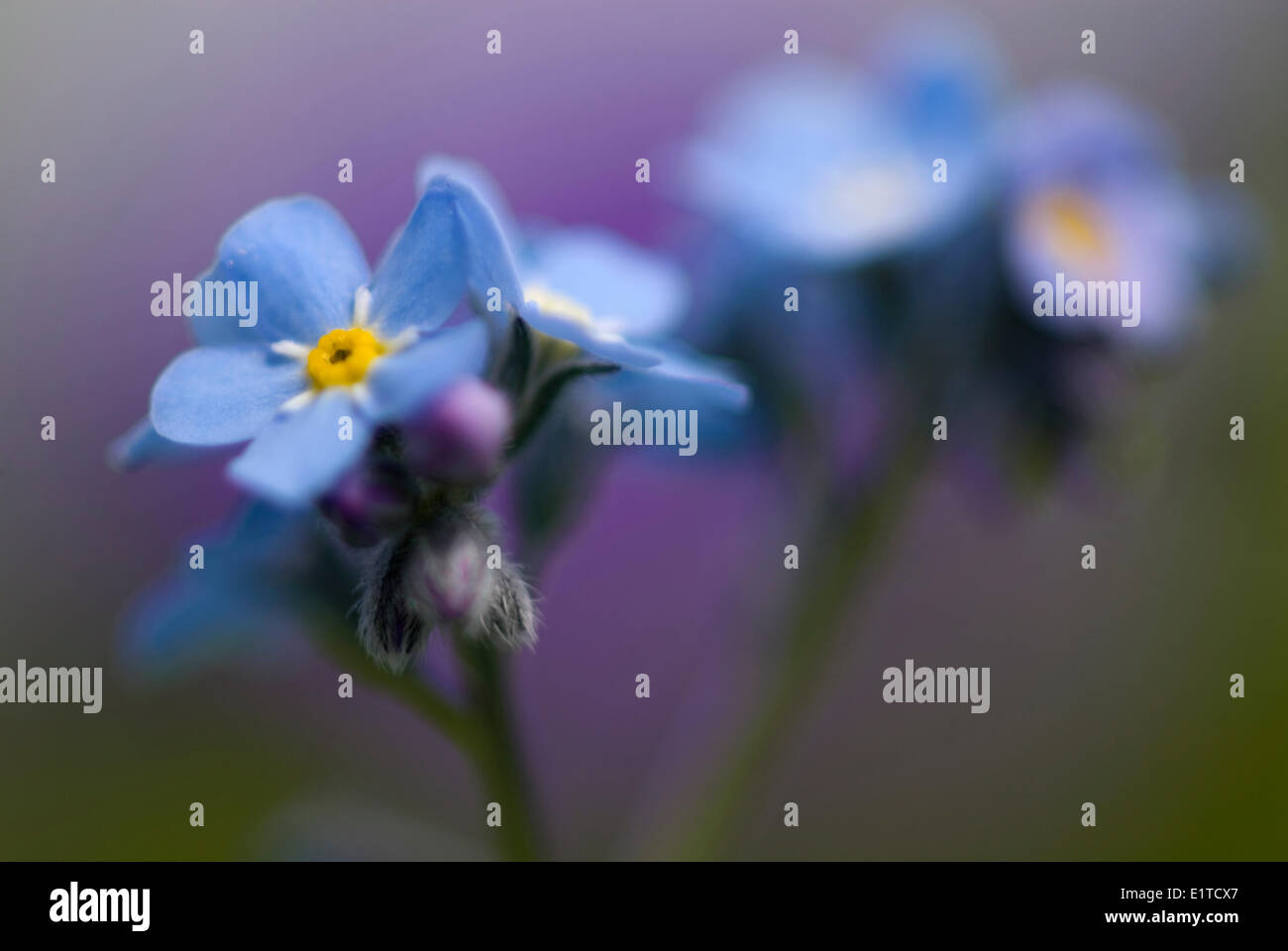 Alpine Vergissmeinnicht Stockfoto