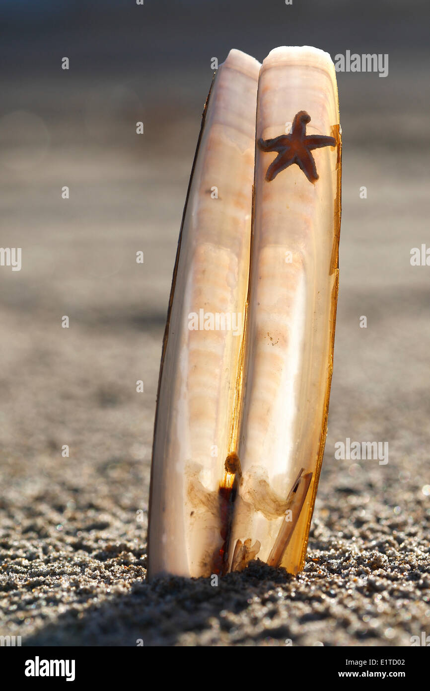 Atlantische Klappmesser / American Klappmesser (Ensis Directus / Ensis Americanus) am Strand entlang der Nordsee, Belgien Stockfoto