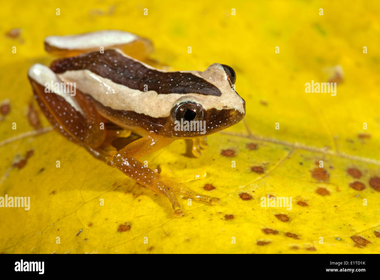 Foto von einem größeren Blatt Falten Frosch; Stockfoto