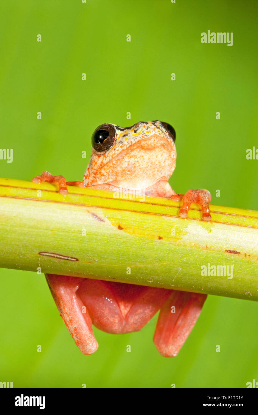 Foto eines gemalten Reed-Frosch Stockfoto