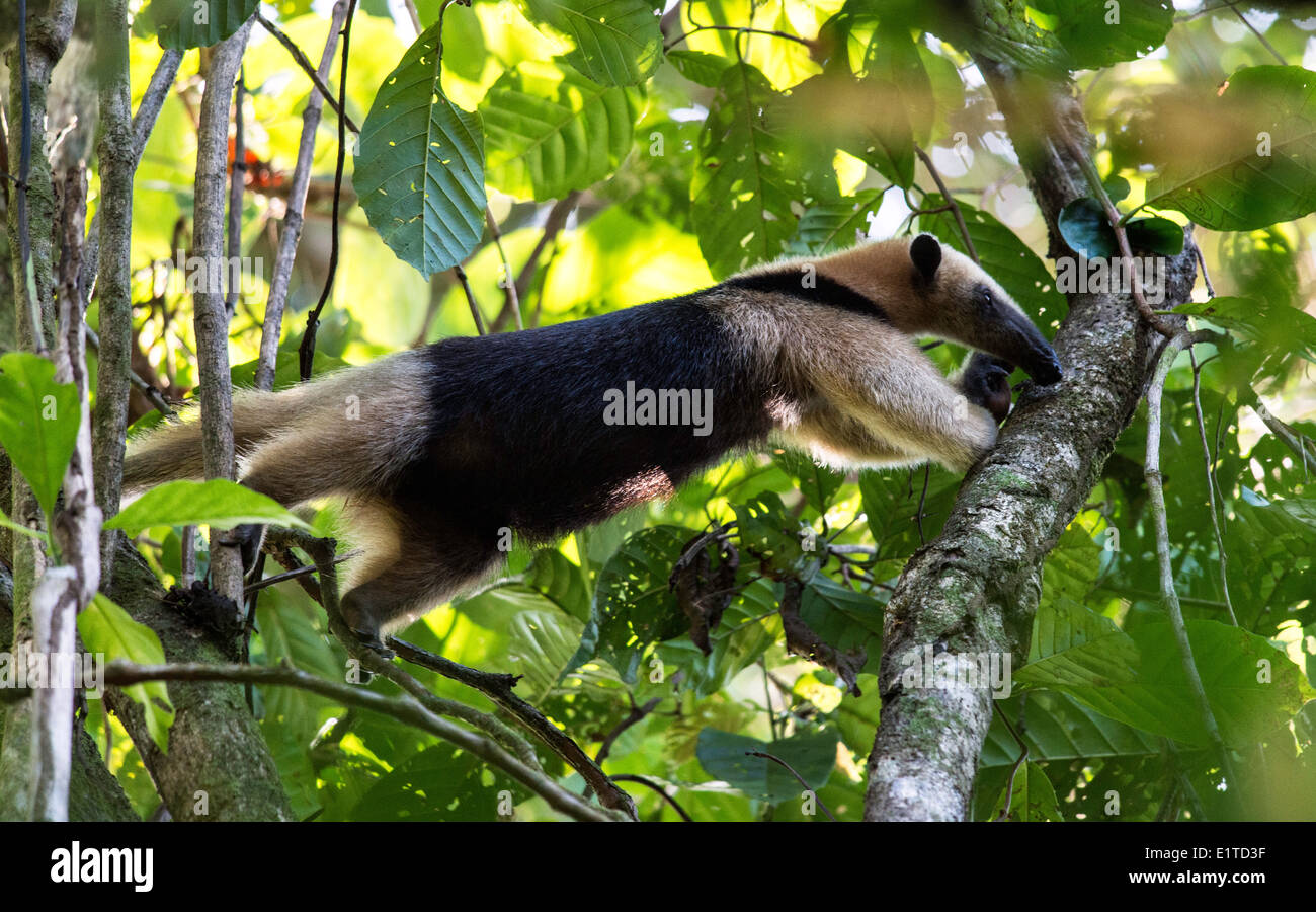Tamandua Gattung der Ameisenbären, Jagd auf einem Baum Tortuguero Nationalpark Costa Rica Stockfoto