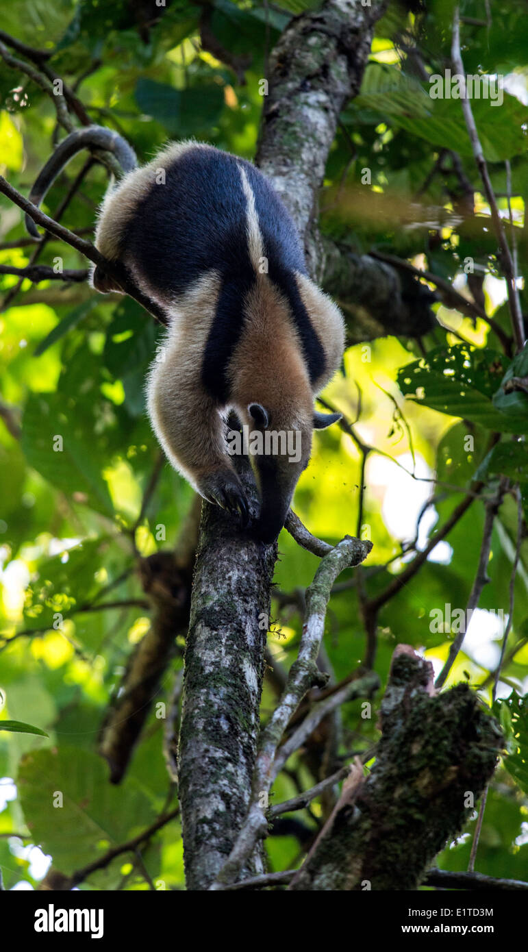 Tamandua Gattung der Ameisenbären, Jagd auf einem Baum Tortuguero Nationalpark Costa Rica Stockfoto