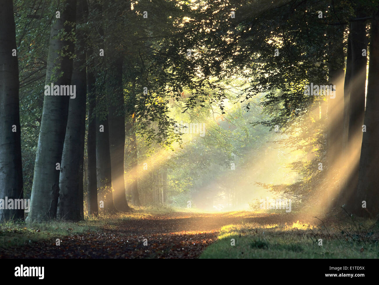 Sonnenstrahlen am Morgen im Wald Stockfoto