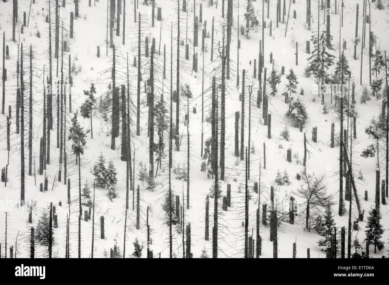 Wälder betroffen durch sauren Regen und europäischen Buchdrucker an der Spitze des Berges Lusen in den bayerischen Wald Stockfoto