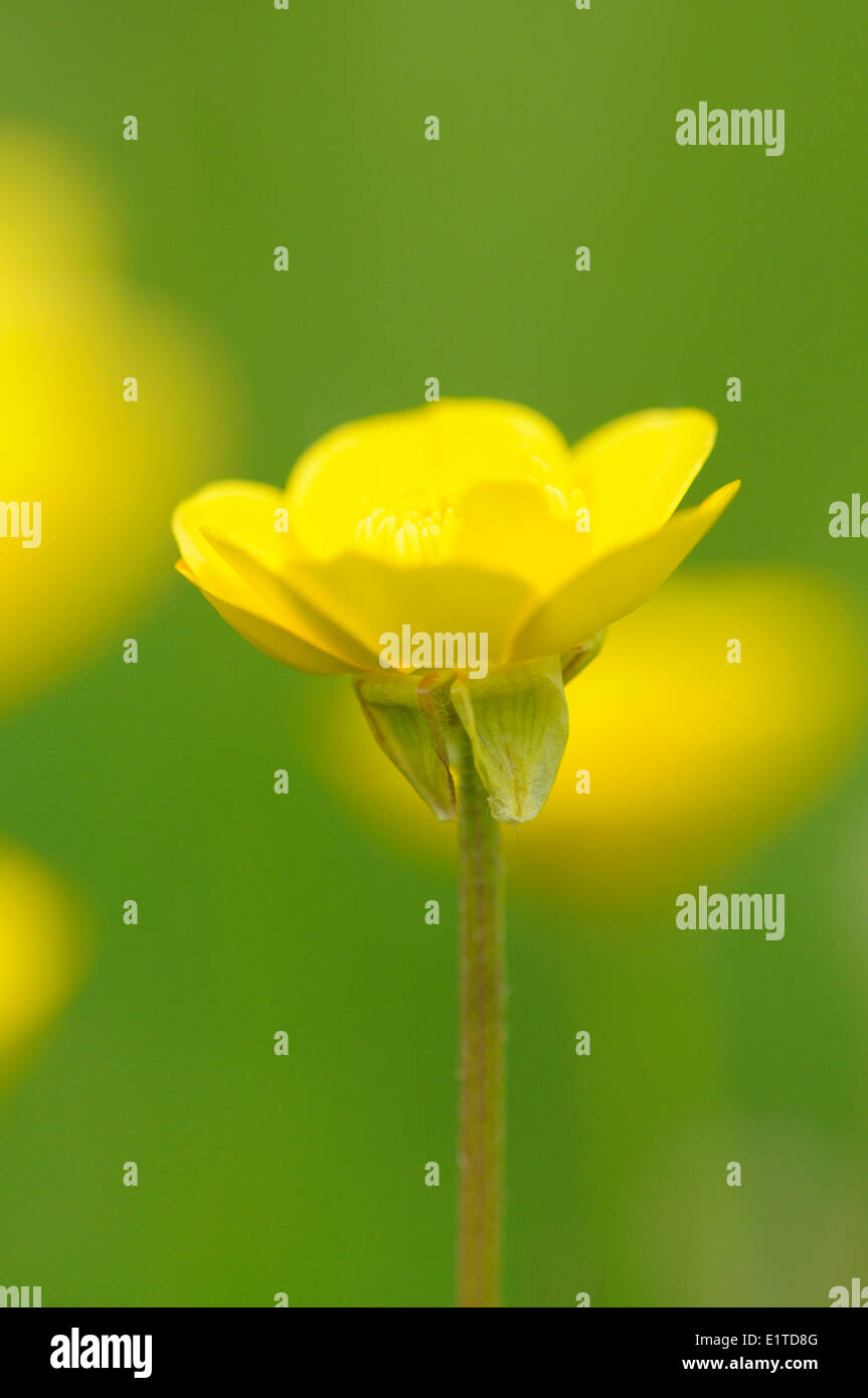 Detailansicht auf die Blume der knolligen Hahnenfuß Stockfoto