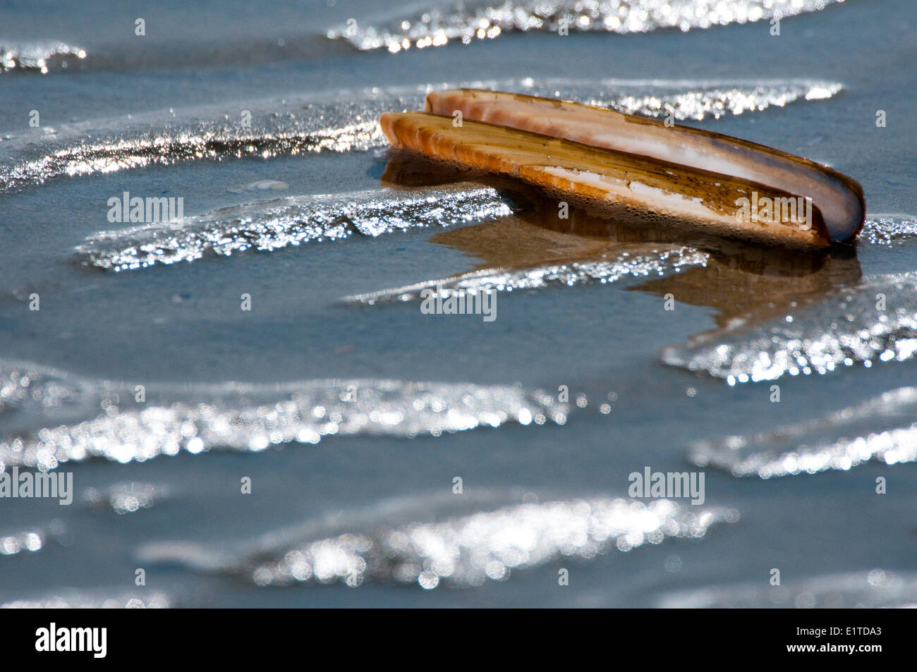 Atlantische Klappmesser Muschel am Strand Stockfoto
