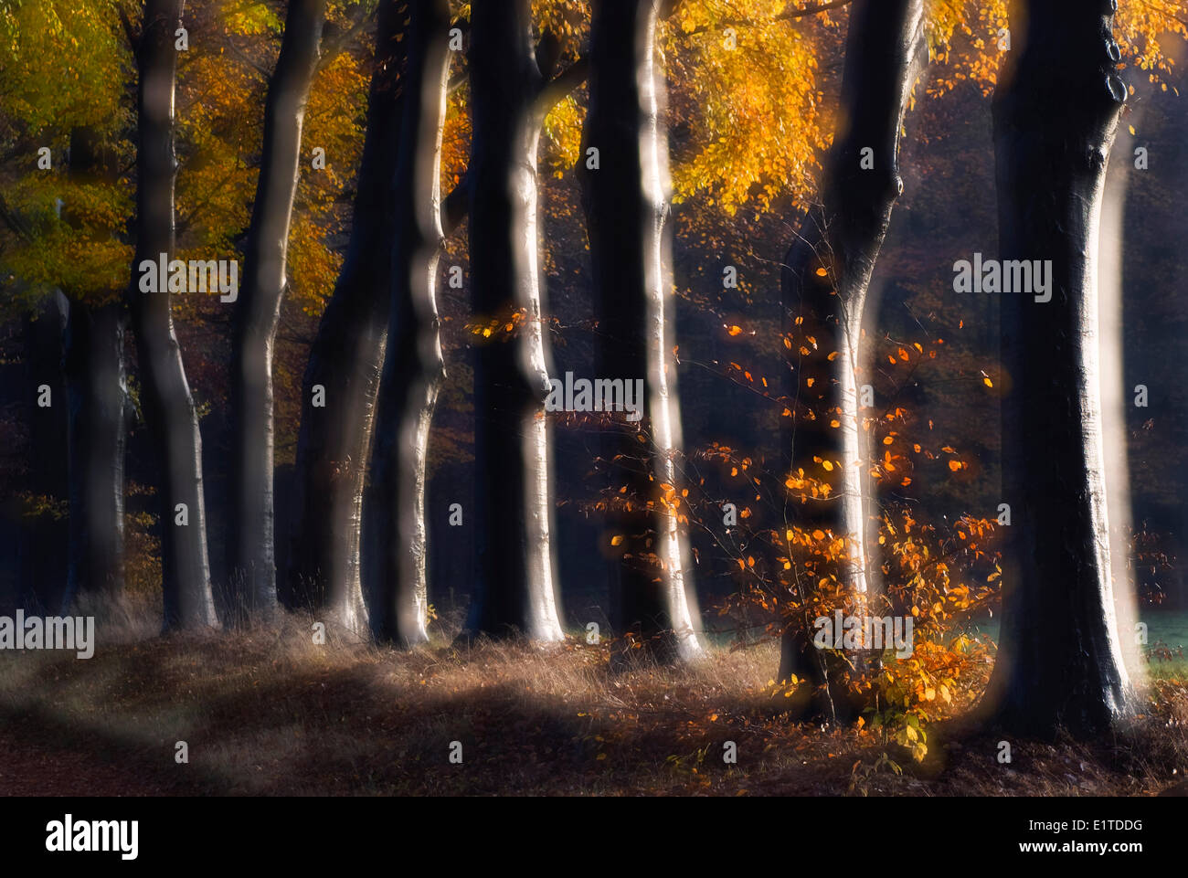 Doppelbelichtung Landschaftsbild der Bäume im Herbst Farben in den Wäldern von Warnsborn in der Nähe von Arnheim Stockfoto