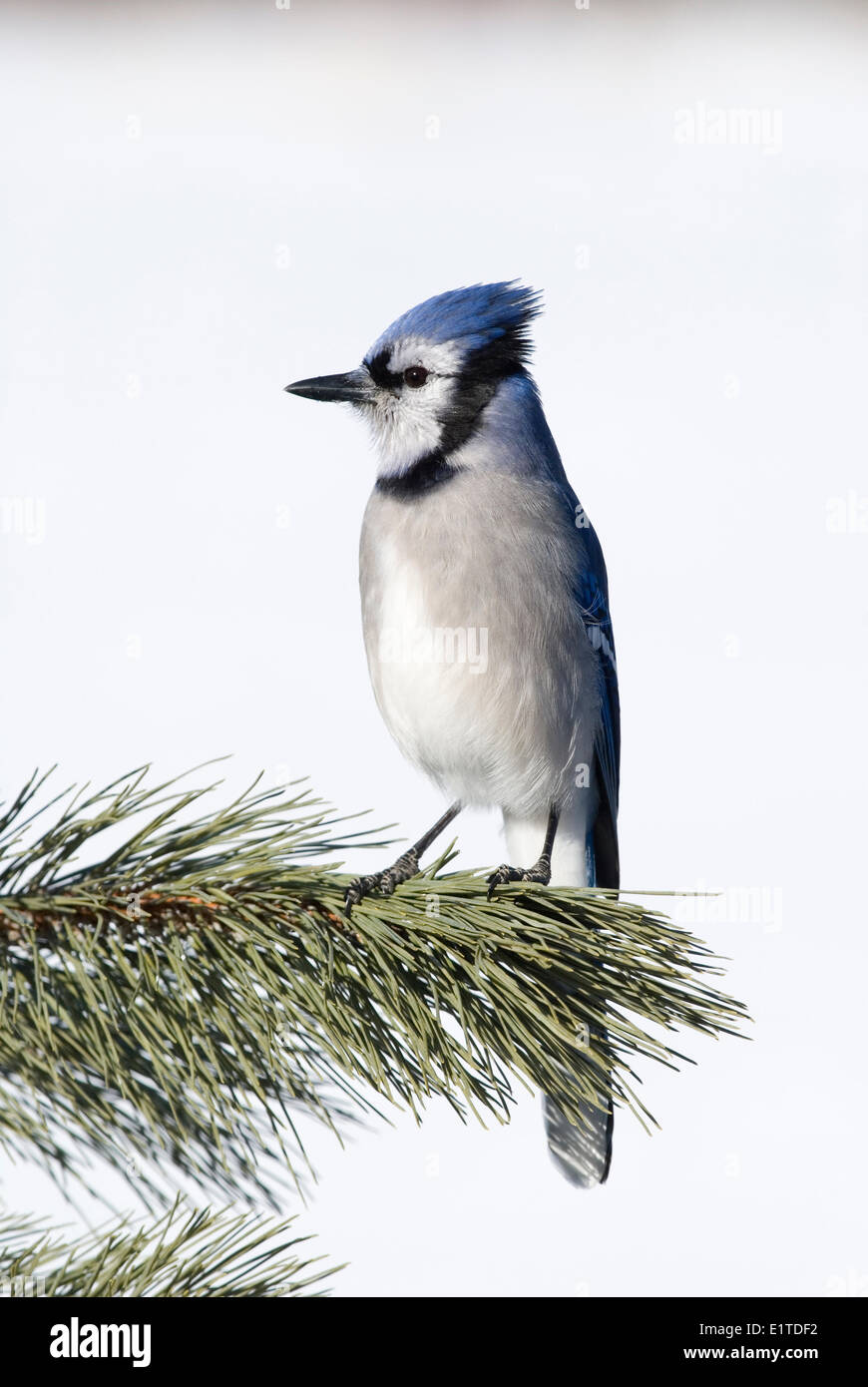 Ein Blue Jay sitzen in einer rot-Kiefer. Stockfoto