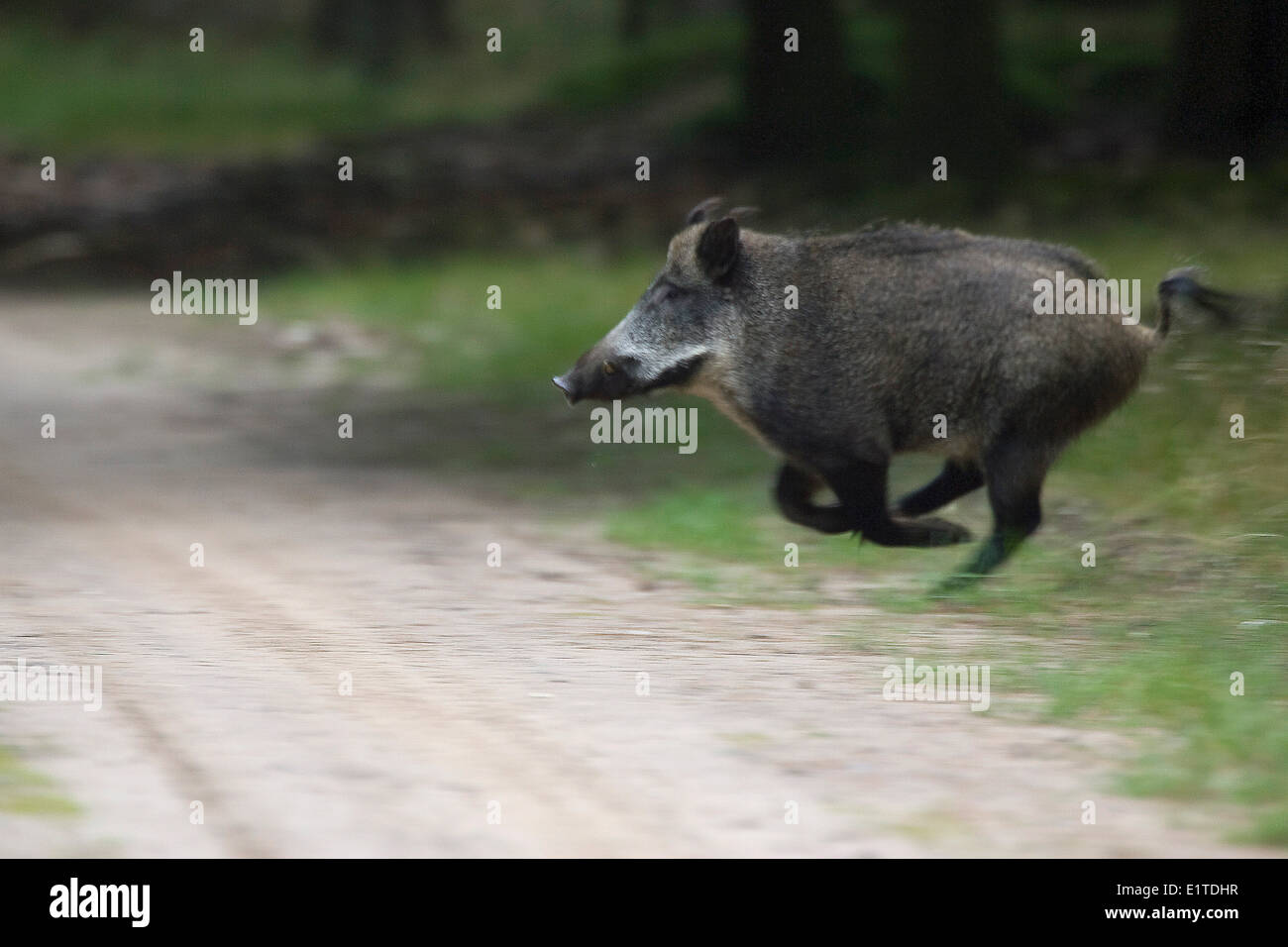 Wildschwein Kreuzung Straße, Weg Stockfoto
