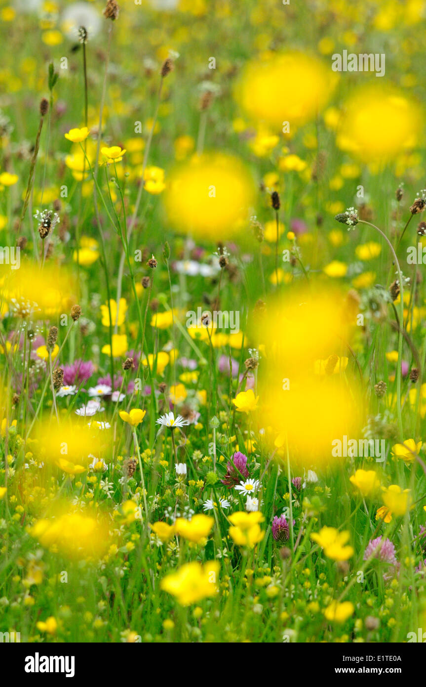 Wiese voller Blumen im Naturreservat Cortenoever mit Rotklee, knolligen Hahnenfuß, Lesser Trefoil und Spitzwegerich Spitzwegerich Stockfoto