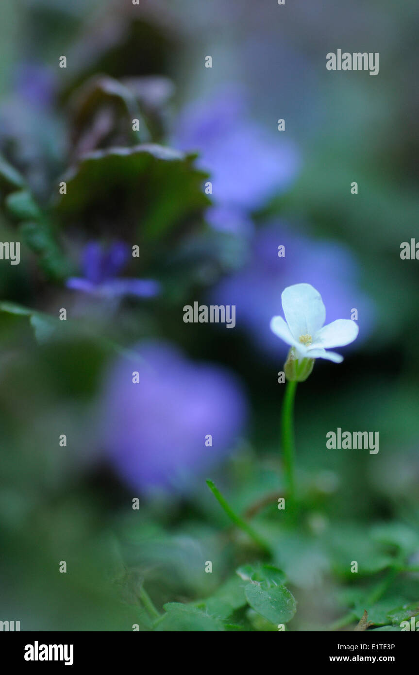 New Zealand Schaumkraut ist ein kleiner häufig unbemerkt Pflanze, die zwischen Steinen. Eine Blume blüht zwischen Boden-Efeu Stockfoto