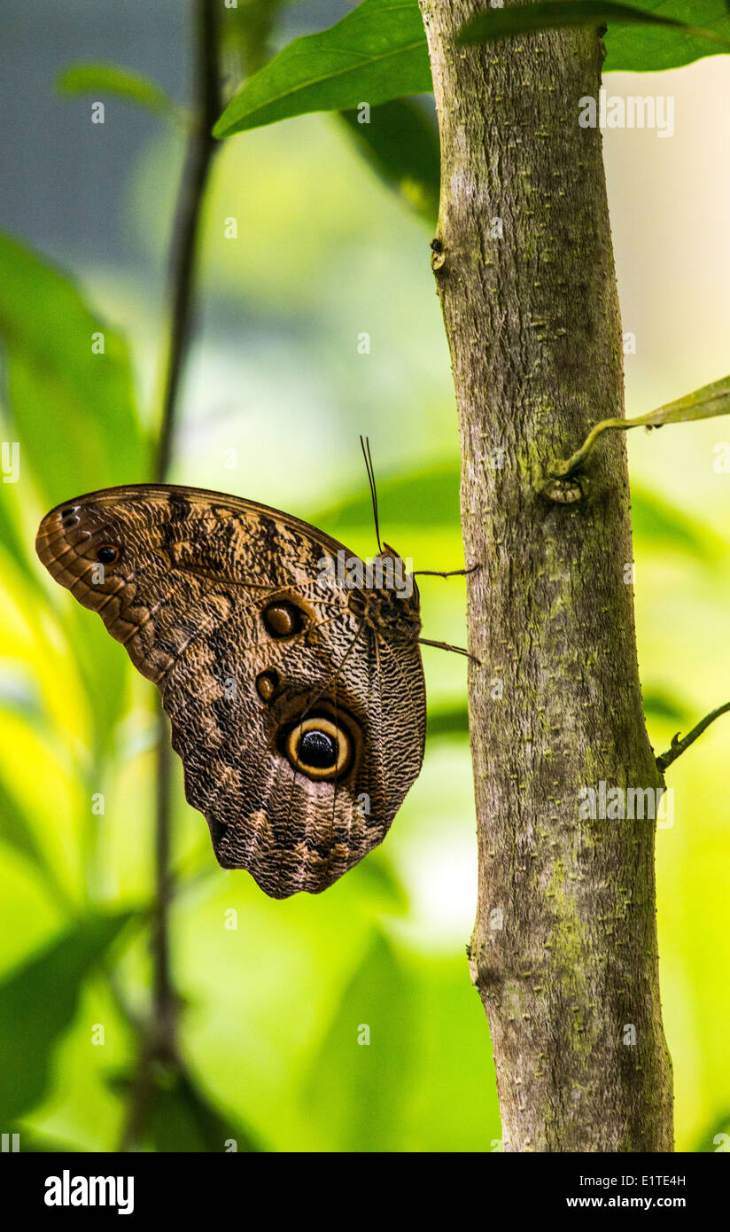 Blue Morpho Schmetterlinge Insekt Monteverde Costa Rica Stockfoto