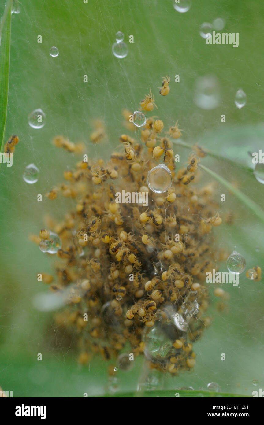 Spidernest zwischen Vegetation mit Hunderten von kleinen Spinnen geformt wie eine Kugel in die Web sind auch Regentropfen sichtbar Stockfoto