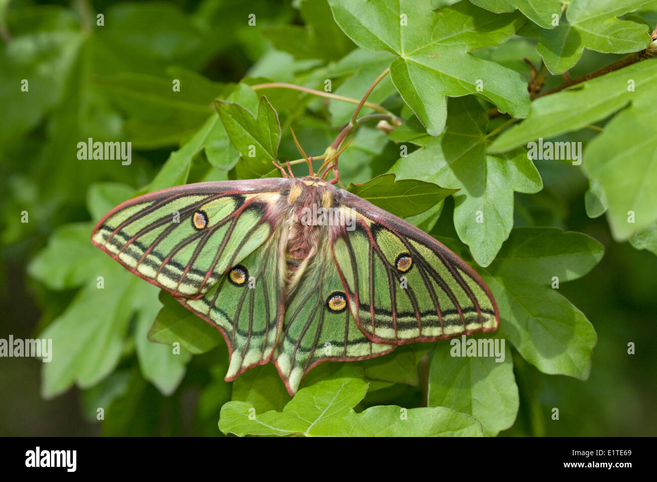 Spanische mondmotte graellsia isabellae Fotos und Bildmaterial in
