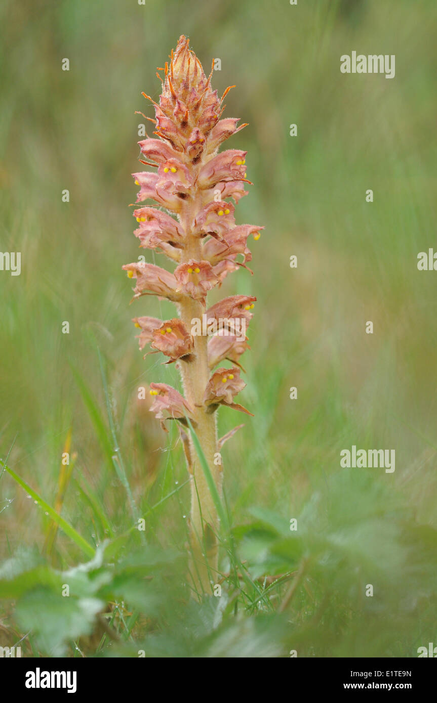 Blüte größer Roman, eine seltene Parasiten Pflanze wächst auf Scotch Besen Stockfoto