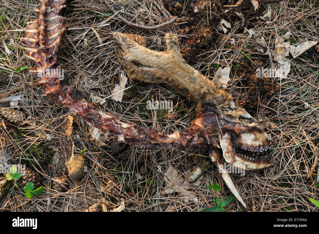 Verwest, Kopf und Hals des Rehwildes Erdgeschoss im Pinienwald Stockfoto