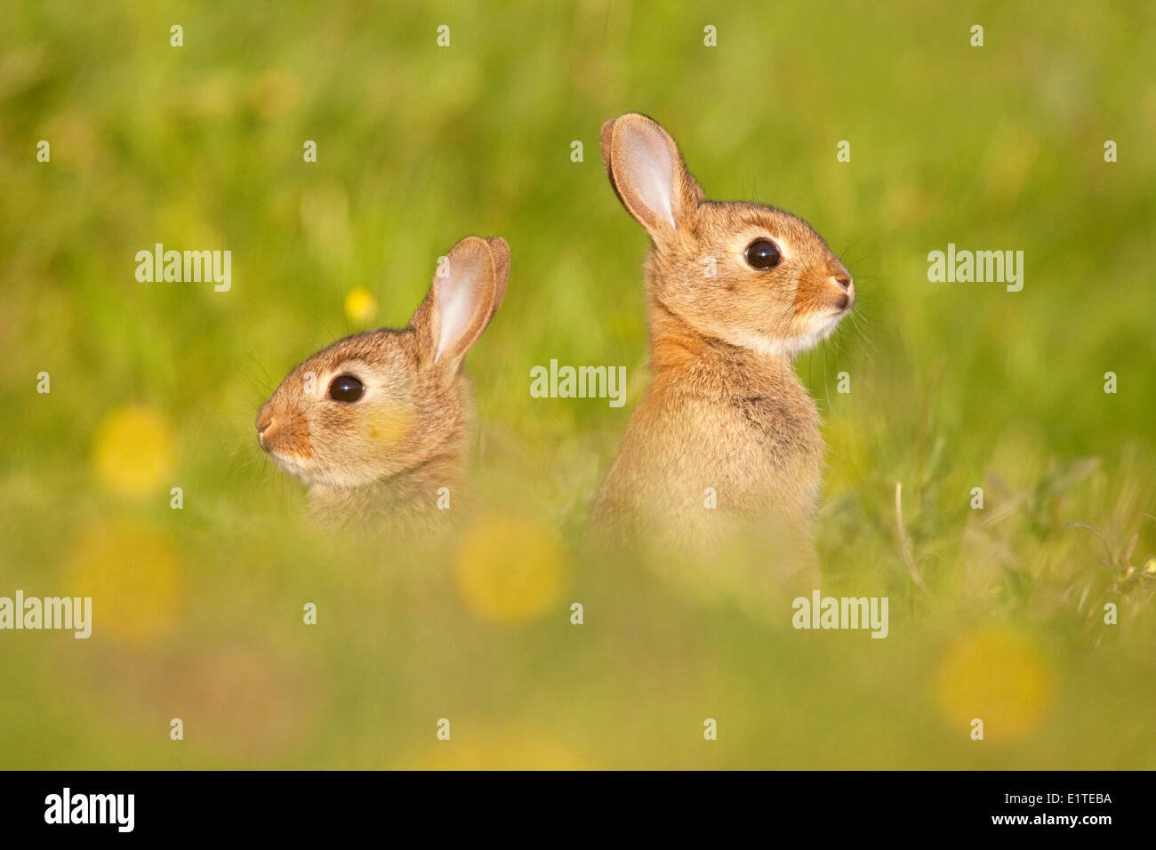 Foto von zwei jungen Baby Kaninchen zwischen grünen Rasen mit gelben Blüten der Hahnenfuß Stockfoto