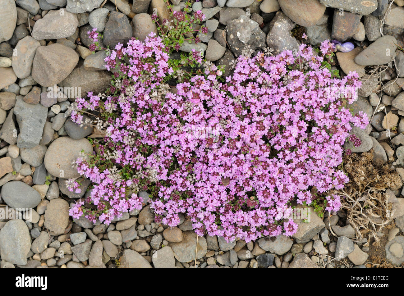Roter schleichender thymian -Fotos und -Bildmaterial in hoher Auflsung   Alamy