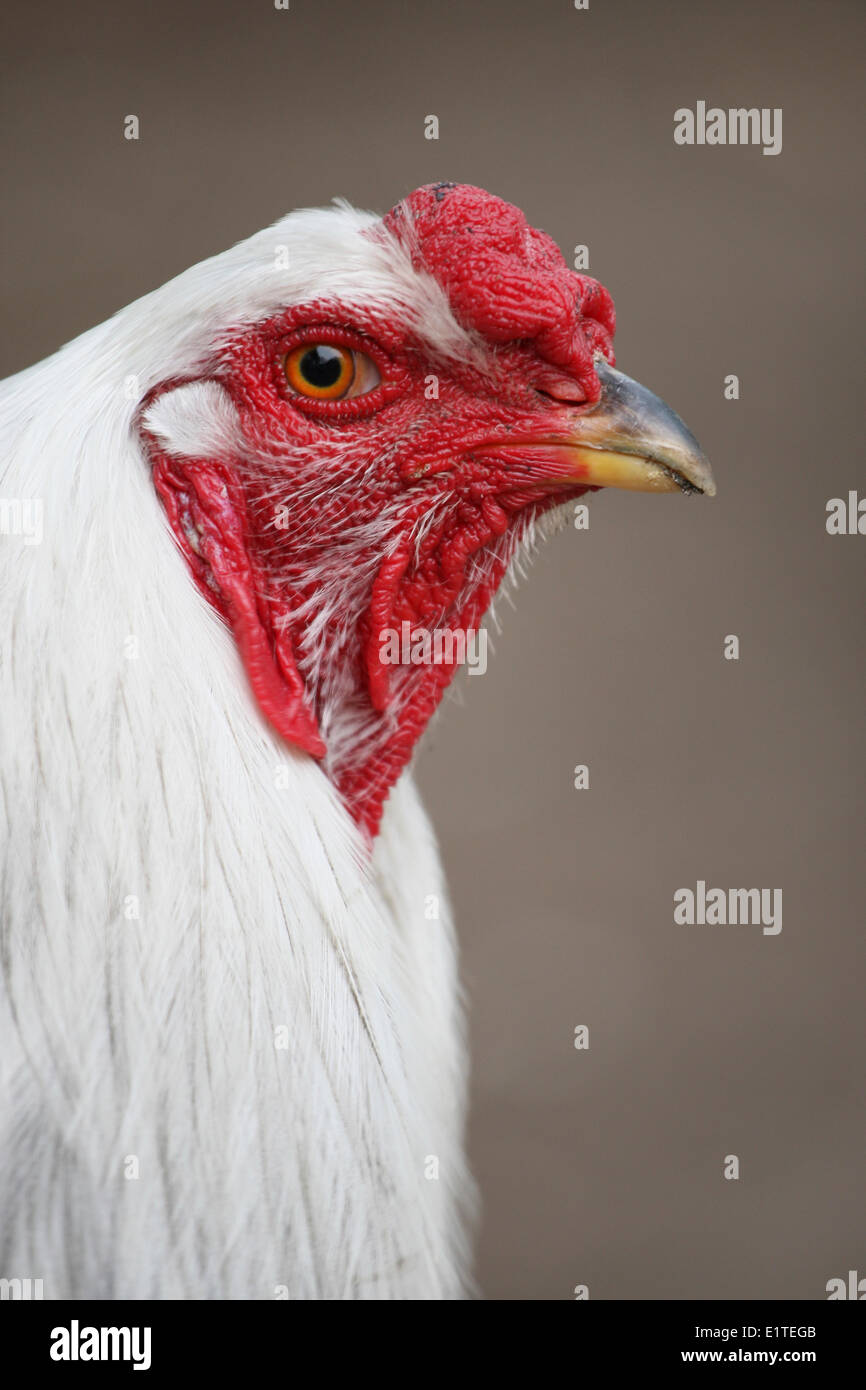Eine seltene holländische HähnchenRasse, genannt Twents hoender