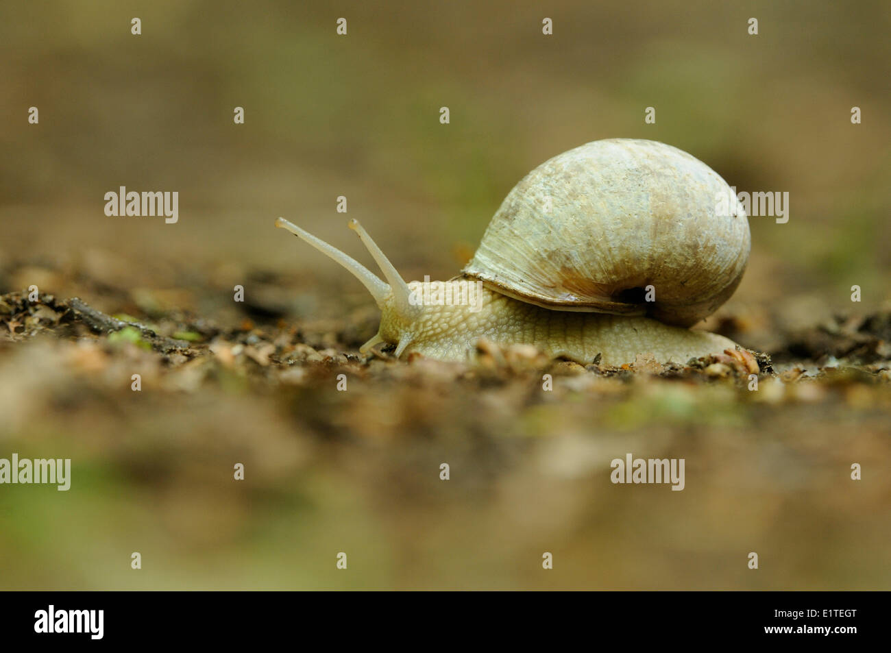 Schleichende römische Schnecke auf dem Boden Stockfoto