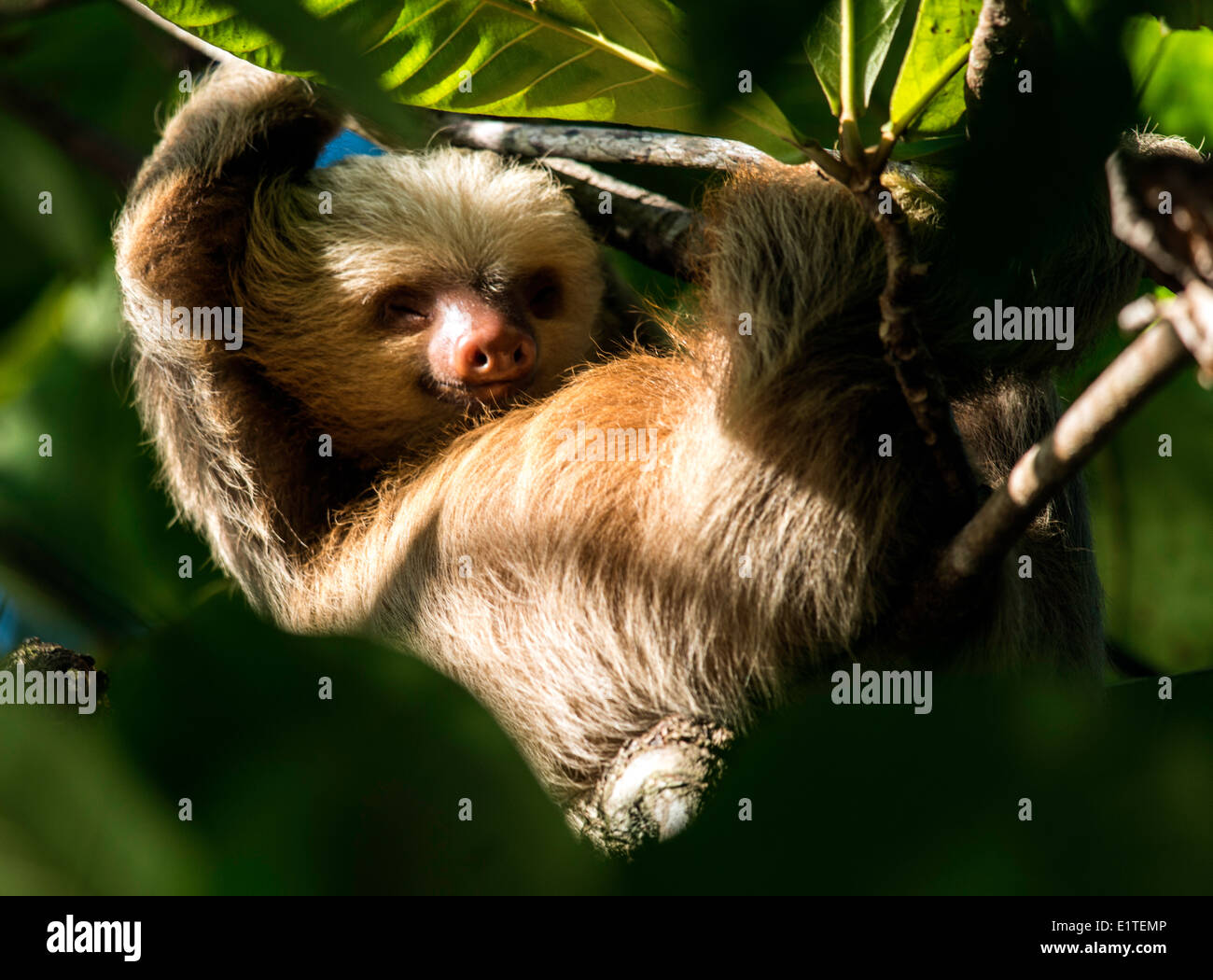 Linnés zwei – Finger Faultier auf Baum Monteverde Costa Rica Stockfoto