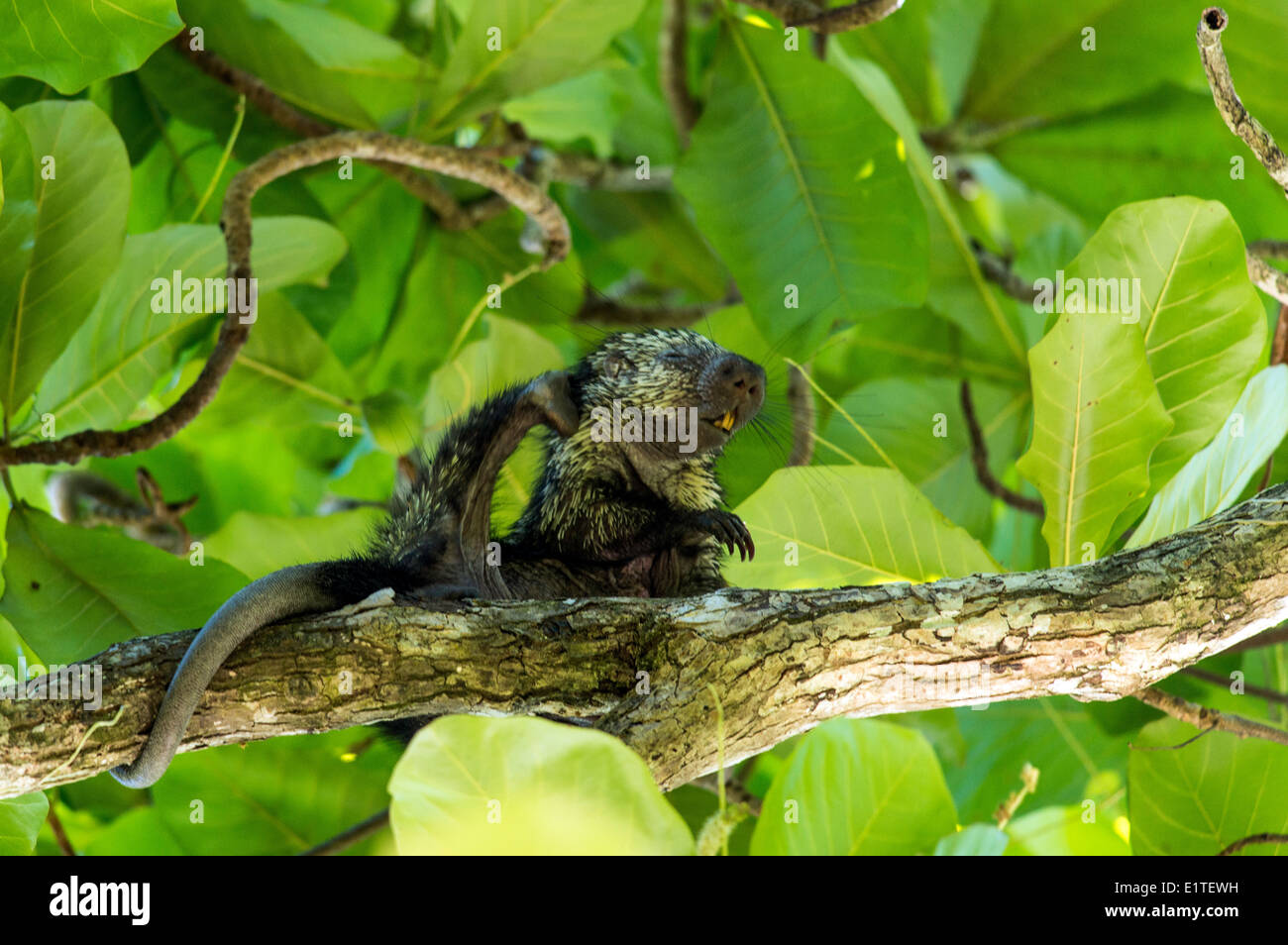 Langhaarige Stachelschwein Erethizon Dorsatum auf einem Baum Costa Rica Stockfoto