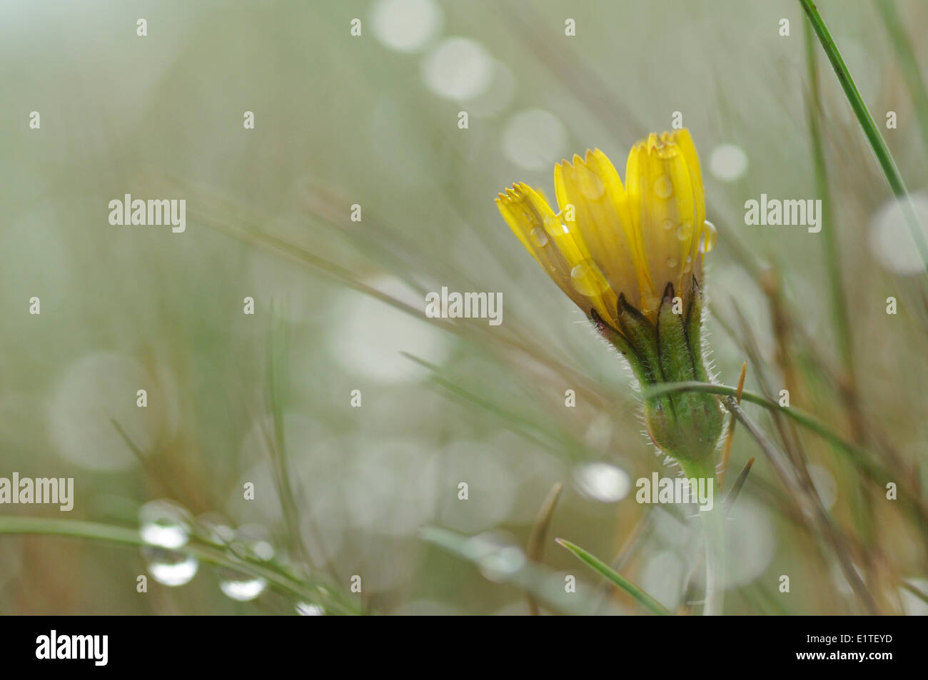 Blühende grobe Hawkbit in Tau bedeckt Nährstoff Magerrasen Stockfoto