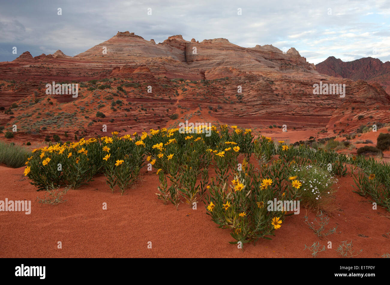 Nähert sich die Welle in North Coyote Buttes, Paria Canyon-Vermilion Cliffs Wilderness Area, Utah, Vereinigte Staaten Stockfoto