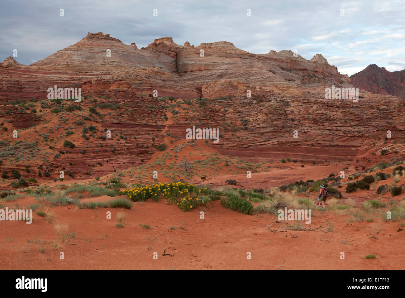 Wanderer nähert sich die Welle in North Coyote Buttes, Paria Canyon-Vermilion Cliffs Wilderness Area, Utah, Vereinigte Staaten von Amerika Stockfoto