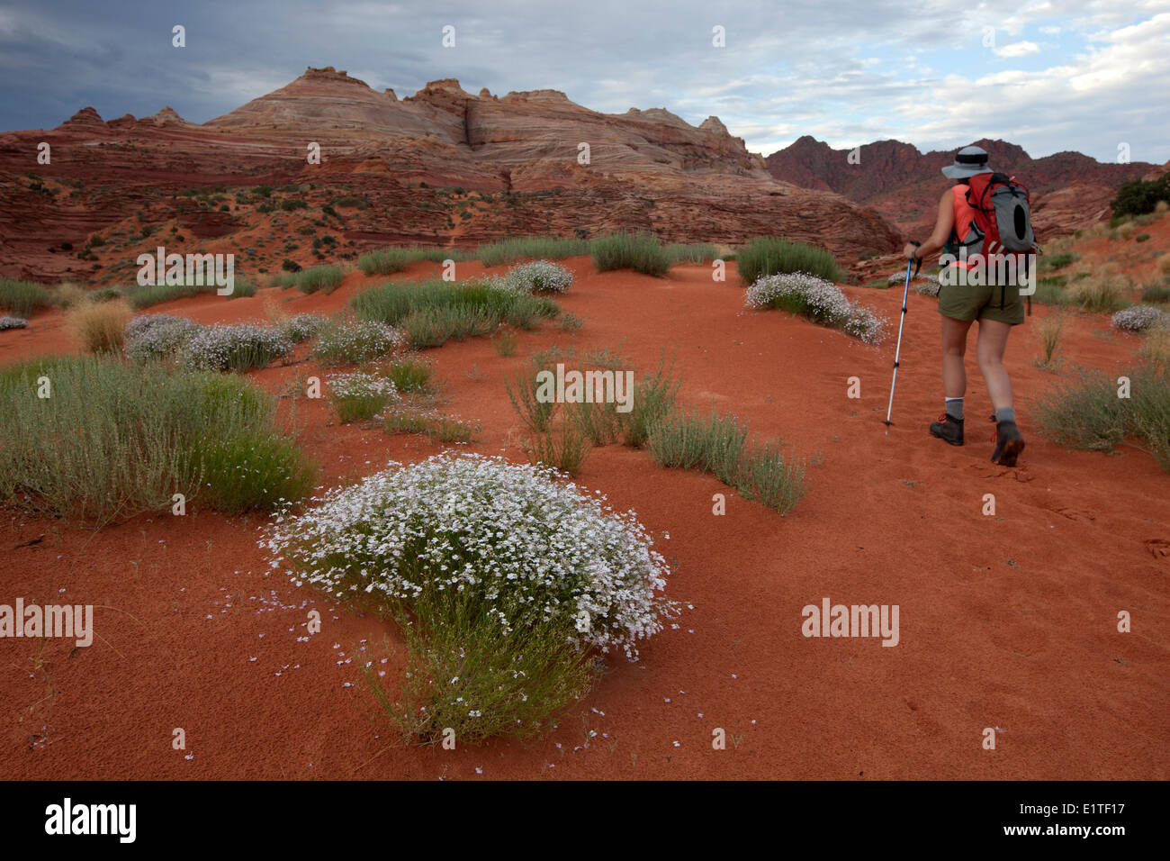 Wanderer auf dem Weg zu der Welle in North Coyote Buttes, Paria Canyon-Vermilion Cliffs Wilderness Area, Utah, Vereinigte Staaten von Amerika Stockfoto