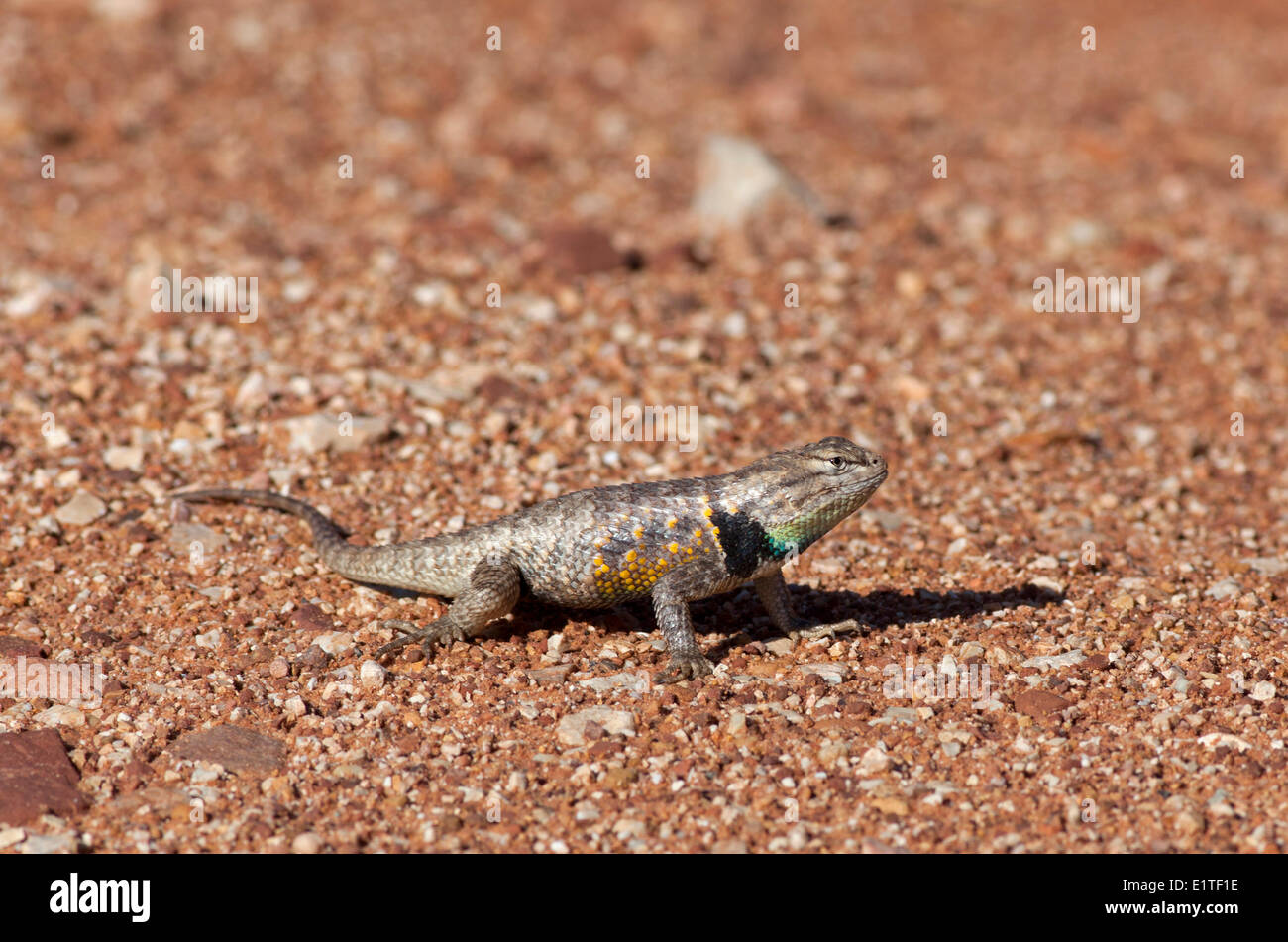 Die Desert Spiny Lizard, Sceloporus Magister, Paria Canyon-Vermilion Cliffs Wilderness Area, Utah, Vereinigte Staaten von Amerika Stockfoto