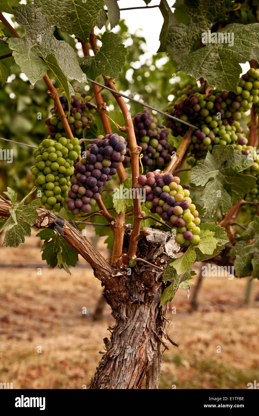 Merlot-Trauben in der Prozess-Veraison, während die Trauben beginnen zu Reifen, wachsen in Größe Gewicht, Zucker Inhalt Okanagan Valley Stockfoto