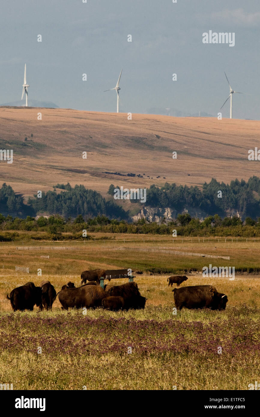 Bison Ranch und Stromerzeugung Windmühlen und in der Nähe von Pincher Creek, Alberta, Kanada. Stockfoto