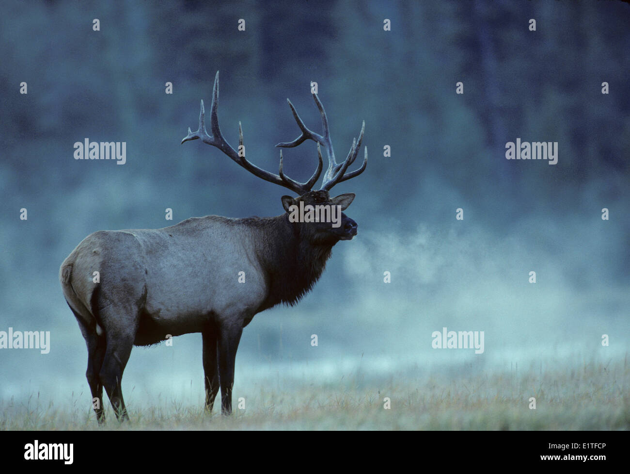 Elche (Cervus Elaphus) Erwachsene männlich, Alberta, Kanada. Stockfoto