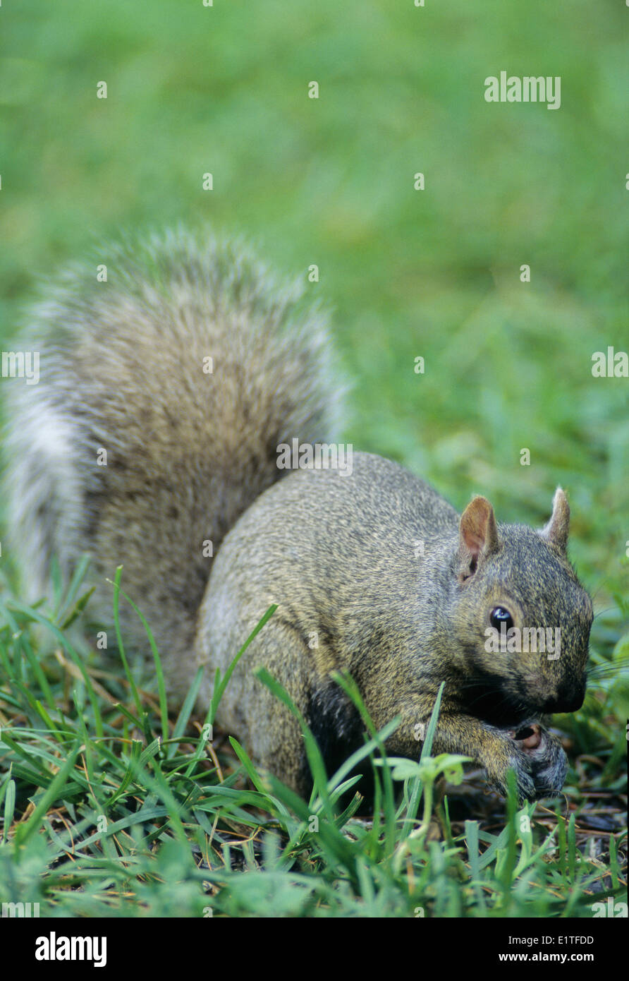 Graue Eichhörnchen (Sciurus Carolinensis) Erwachsene ernähren sich von Samen der Sonnenblume (Helianthus Annuus), Ontario, Kanada. Stockfoto