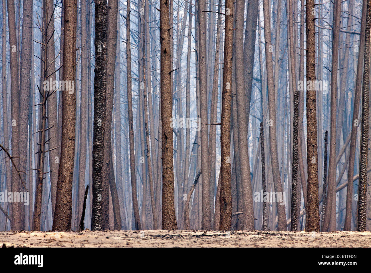 Waldbrand-Bilder in der Chilcotin Region von British Columbia, Kanada. Stockfoto