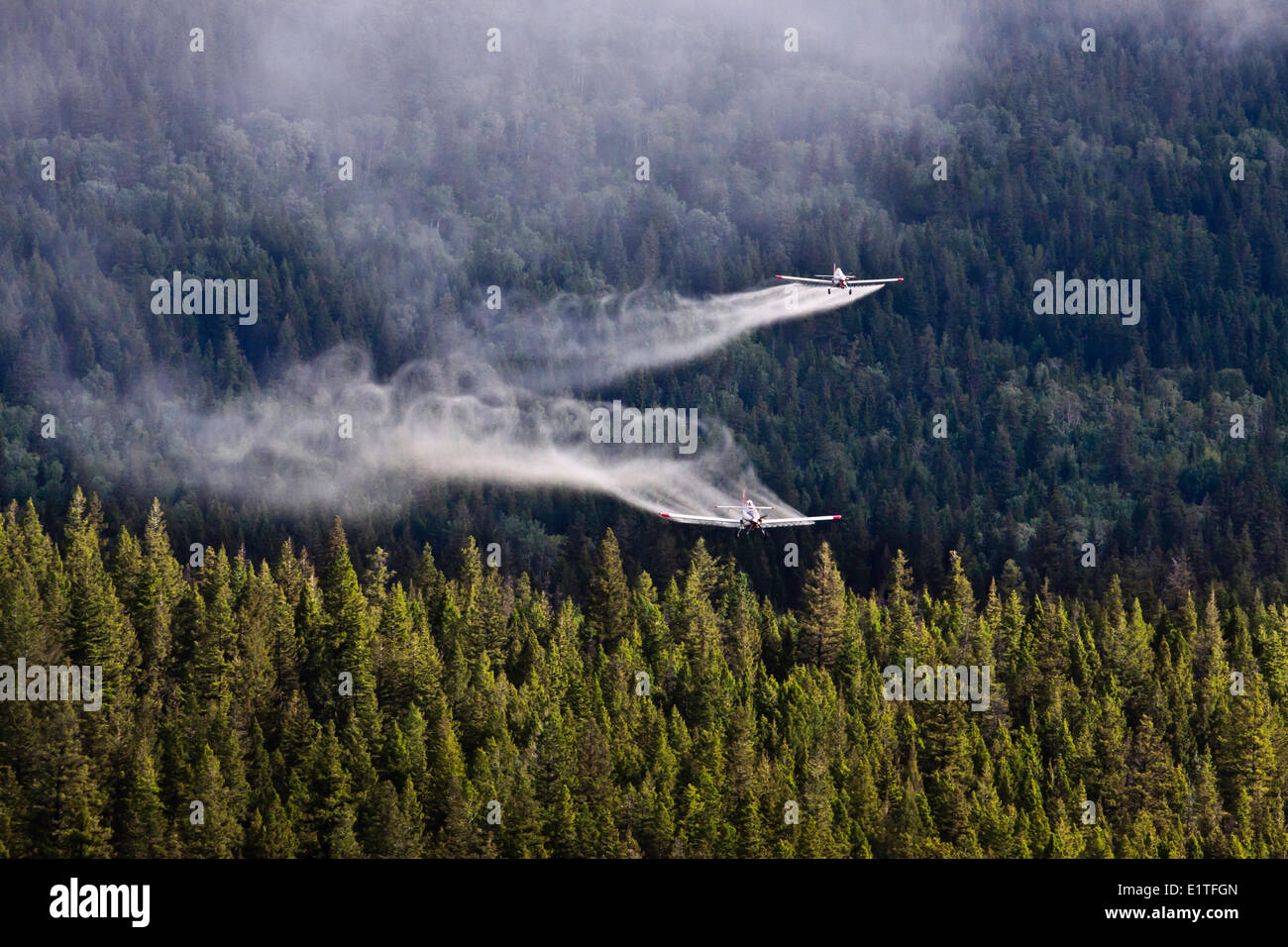 Fichte-Raupe Spray Projekt, Cariboo Region, British Columbia, Kanada Stockfoto