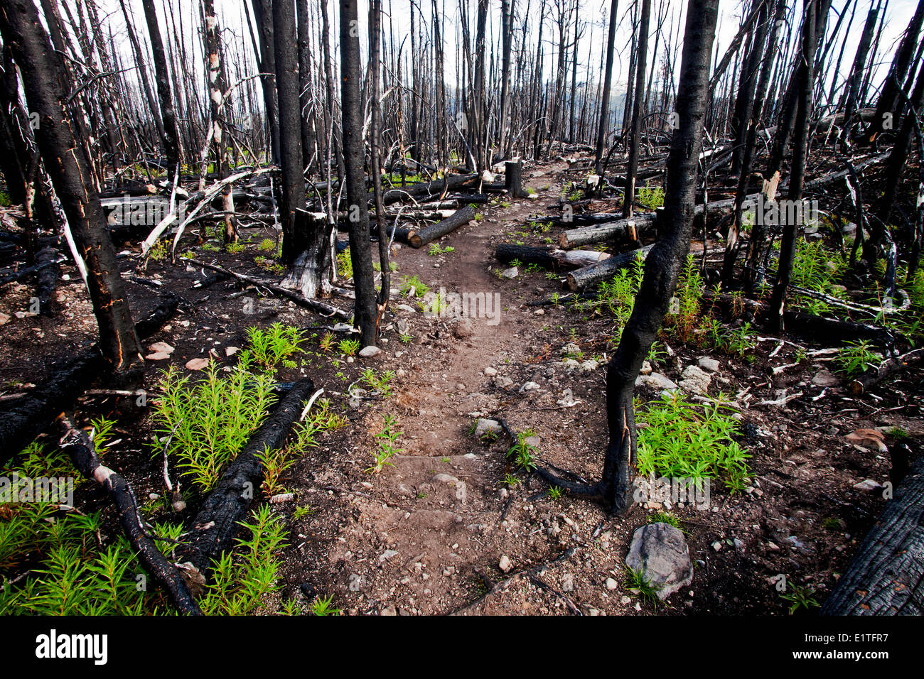Regeneration der Waldboden nach Waldbrand Stockfoto