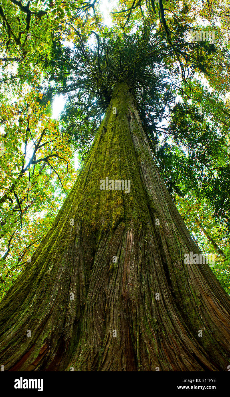 Tausend Jahre alten Baum in Western Red Cedar (Thuja Plicata), britische Colulmbia, Kanada Stockfoto