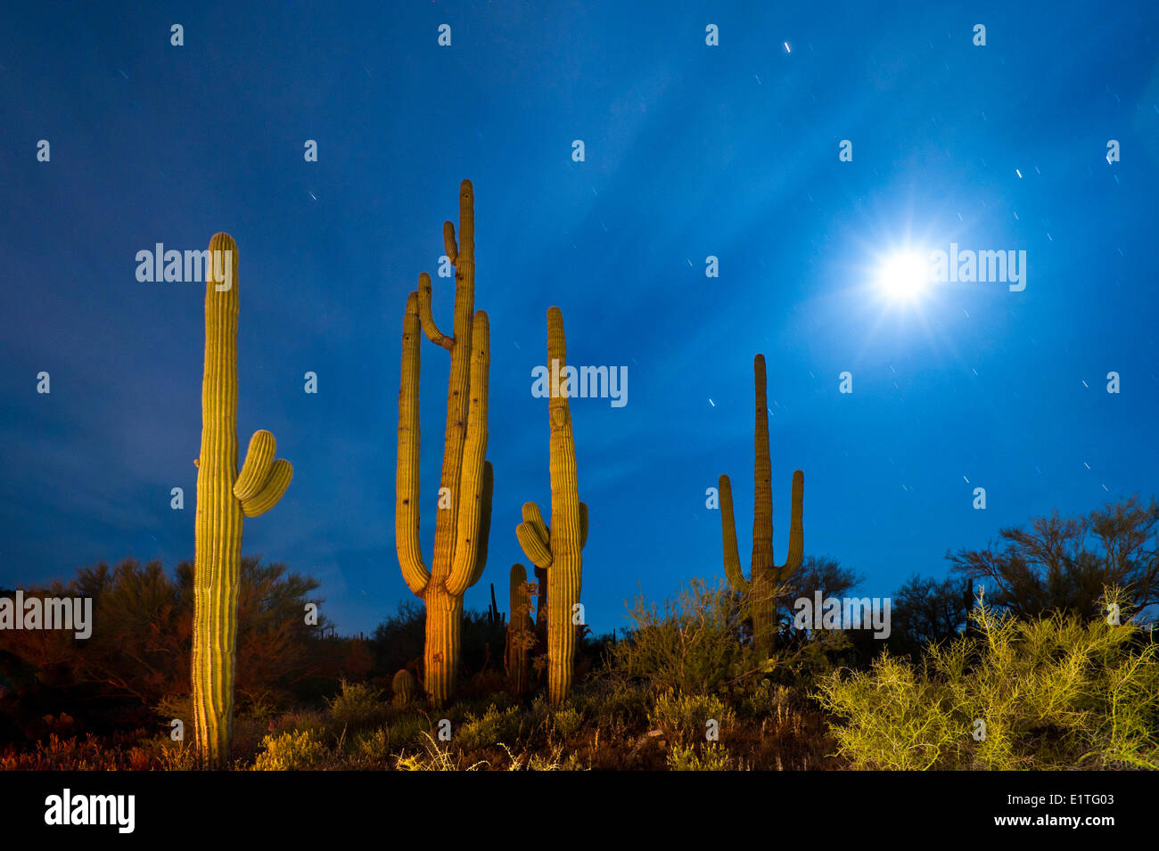 Saguaro-Kakteen in der Nacht mit Einstellung Mond, Arizona. VEREINIGTE STAATEN VON AMERIKA Stockfoto