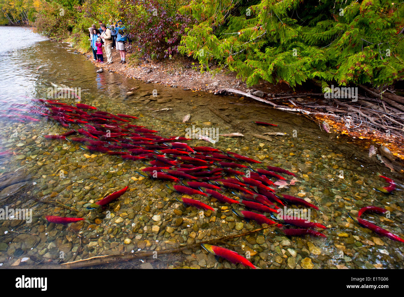 Touristen, die gerade laichen Sockeye Lachs (Oncorhynchus Nerka), auch genannt Rotlachs in der Adams River, British Colulmbia, C Stockfoto