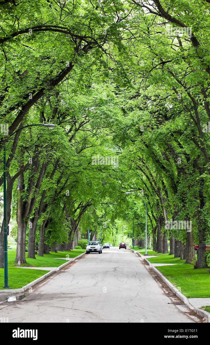 Amerikanische Ulmen in einer von Bäumen gesäumten Straße, River Heights Nachbarschaft, Winnipeg, Manitoba, Kanada Stockfoto