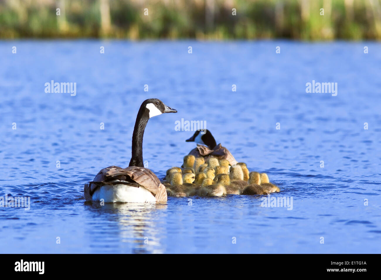 Kanadagans (Branta Canadensis) und Gänsel, Eiche Hängematte Marsh, Manitoba, Kanada Stockfoto